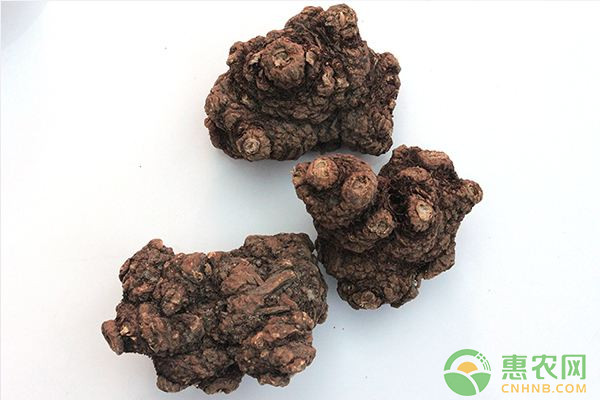 川芎種植技術(shù)及病蟲(chóng)害防治